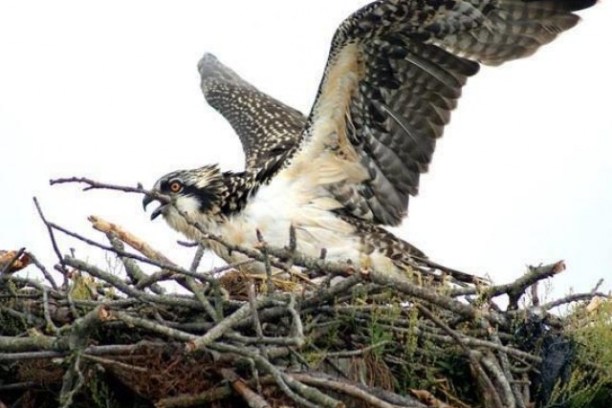 Osprey in nest