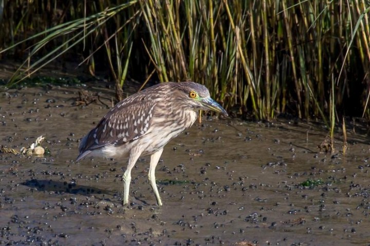 a bird standing on top of a sandy beach